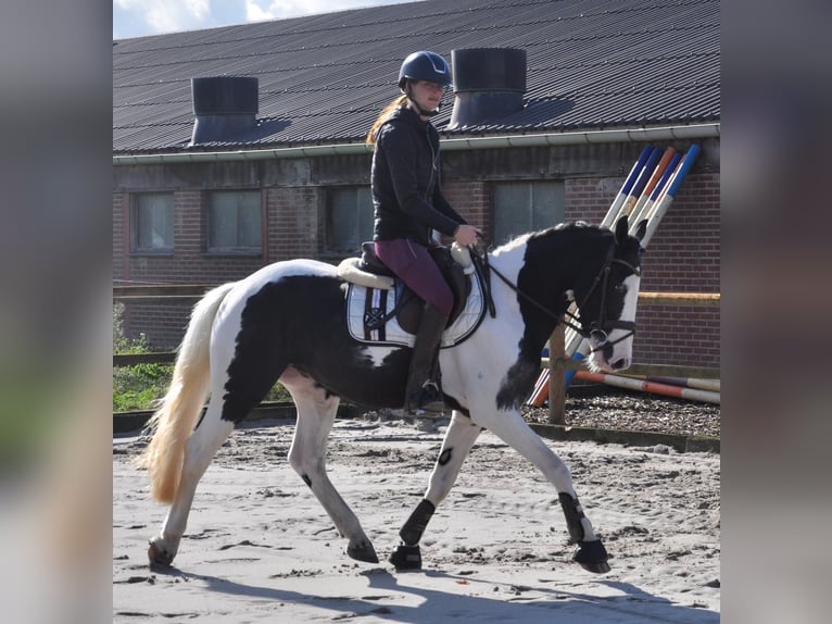 Irish Sport Horse Gelding 4 years 14,1 hh Pinto in Venlo