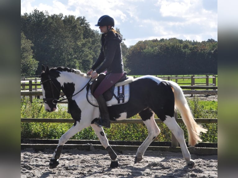 Irish Sport Horse Gelding 4 years 14,1 hh Pinto in Venlo