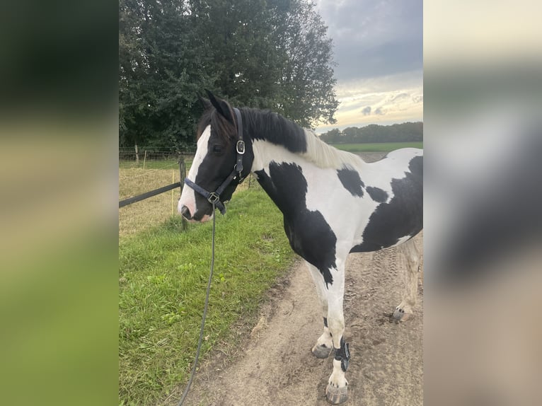 Irish Sport Horse Gelding 4 years 14,1 hh Pinto in Venlo