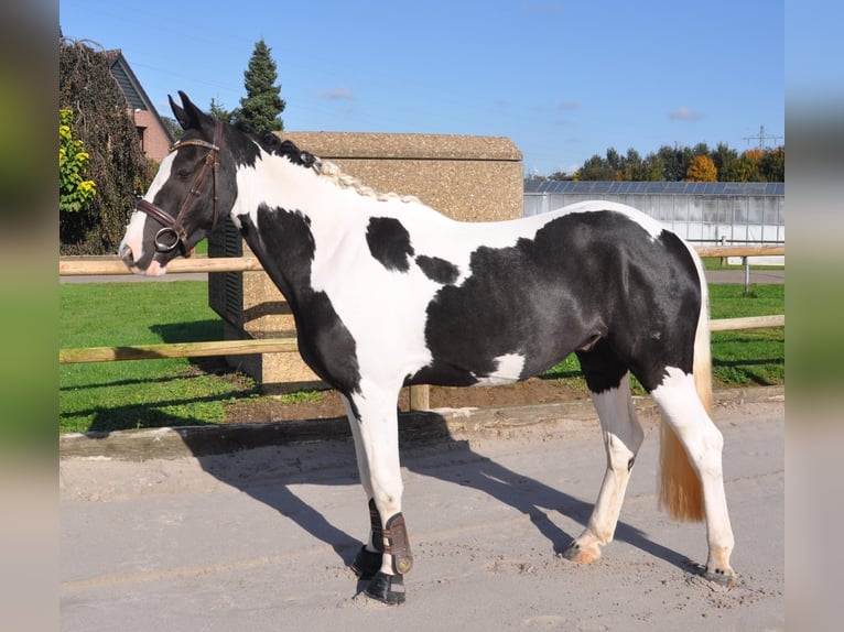 Irish Sport Horse Gelding 4 years 14,1 hh Pinto in Venlo