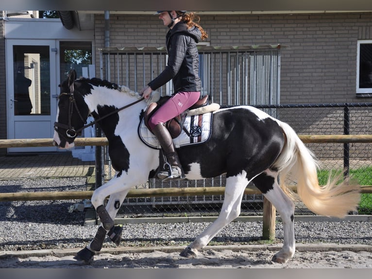 Irish Sport Horse Gelding 4 years 14,1 hh Pinto in Venlo