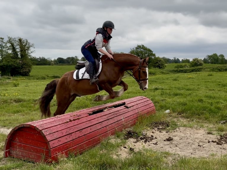 Irish Sport Horse Gelding 4 years 14.2 hh Chestnut in Laois