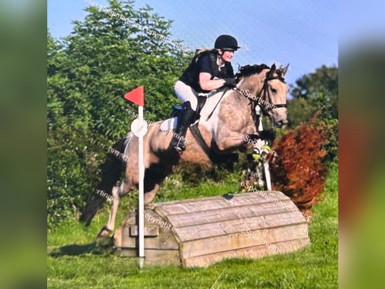 Irish Sport Horse Gelding 4 years 14,2 hh Dun in Down