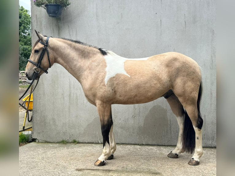 Irish Sport Horse Gelding 4 years 14,2 hh Dun in Down