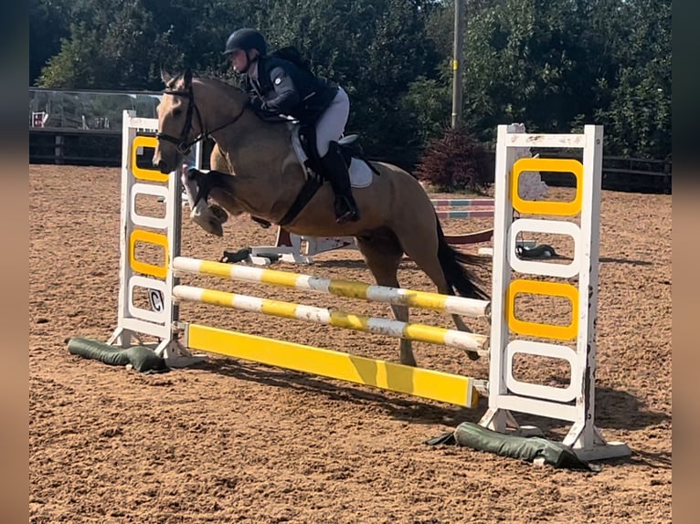 Irish Sport Horse Gelding 4 years 14,2 hh Dun in Down