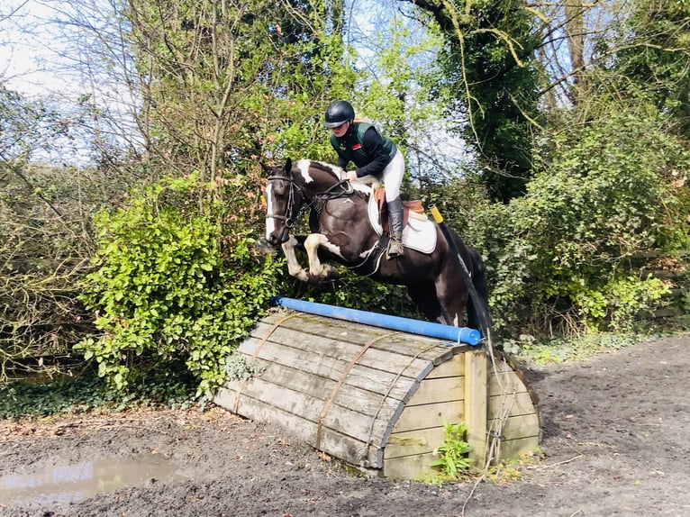 Irish Sport Horse Gelding 4 years 14.2 hh Pinto in Mountrath, Co. Laois