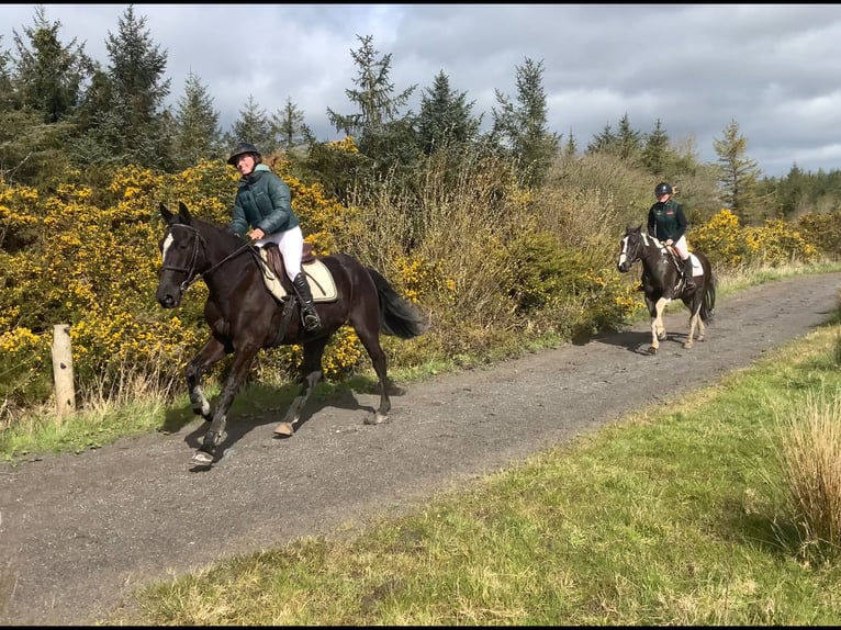 Irish Sport Horse Gelding 4 years 14.2 hh Pinto in Mountrath, Co. Laois