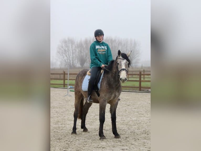 Irish Sport Horse Gelding 4 years 14,3 hh Gray in Bogaarden