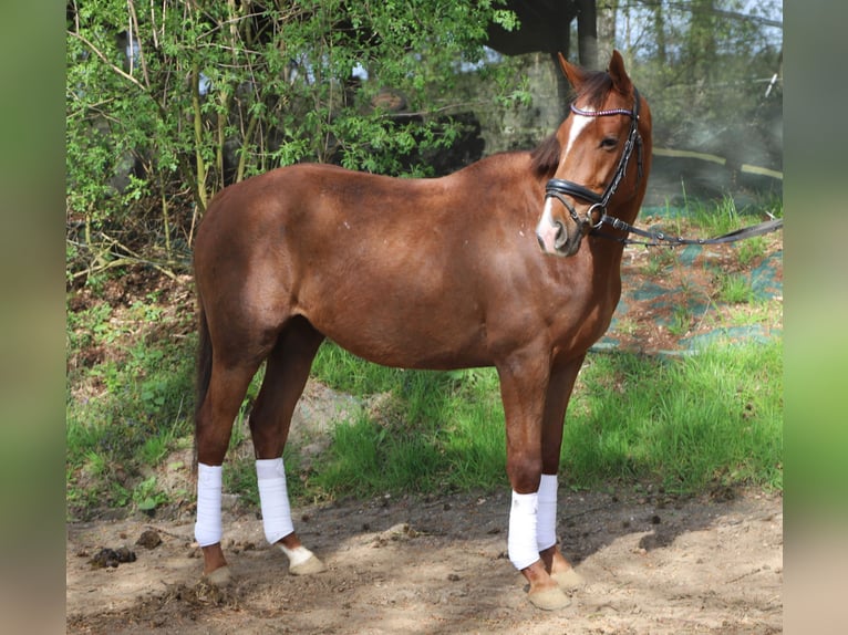 Irish Sport Horse Mix Gelding 4 years 14,2 hh Chestnut-Red in Uelsen