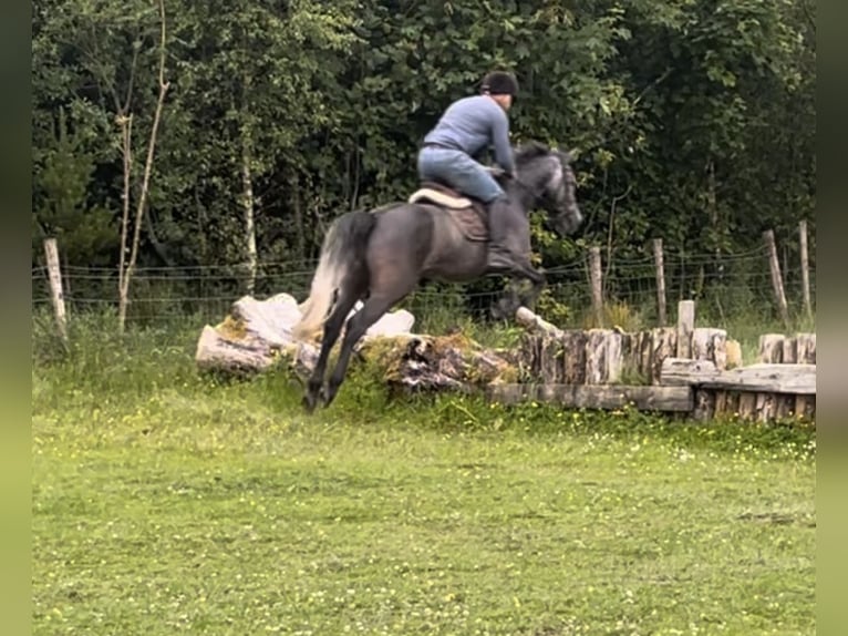 Irish Sport Horse Gelding 4 years 14,2 hh Gray in Stranorlar