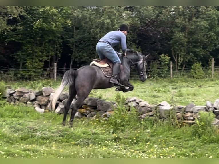 Irish Sport Horse Gelding 4 years 14,2 hh Gray in Stranorlar