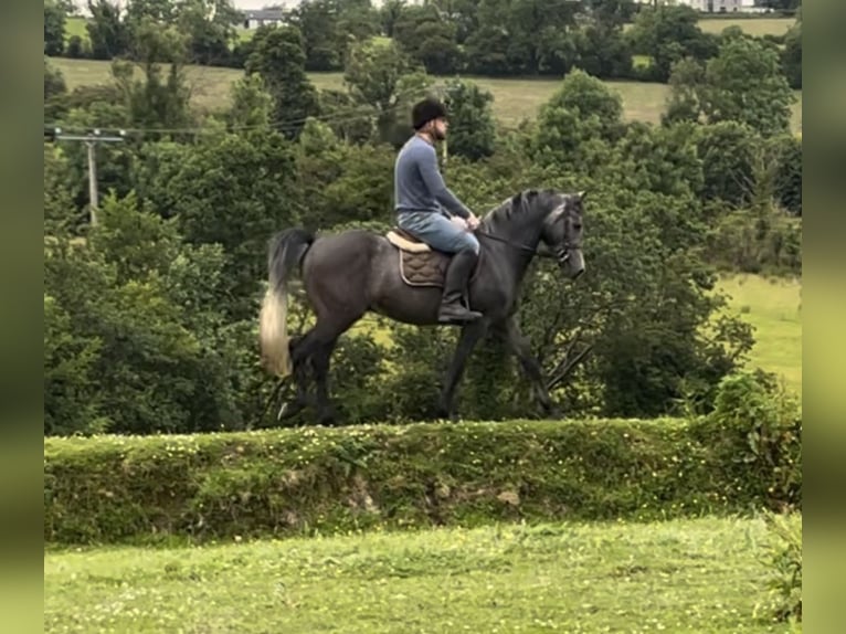 Irish Sport Horse Gelding 4 years 14,2 hh Gray in Stranorlar