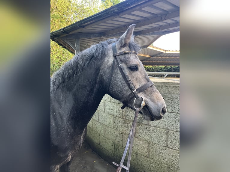 Irish Sport Horse Gelding 4 years 14,2 hh Gray in Stranorlar