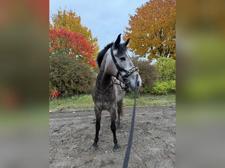 Irish Sport Horse Mix Gelding 4 years 15.1 hh Can be white in Beucha