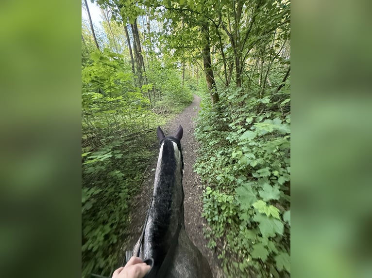 Irish Sport Horse Mix Gelding 4 years 15.1 hh Can be white in Beucha