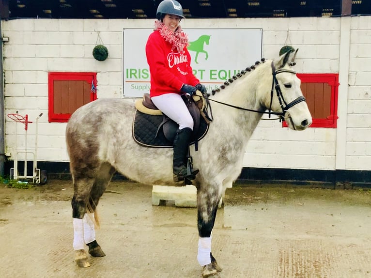 Irish Sport Horse Gelding 4 years 15,1 hh Gray in Mountrath