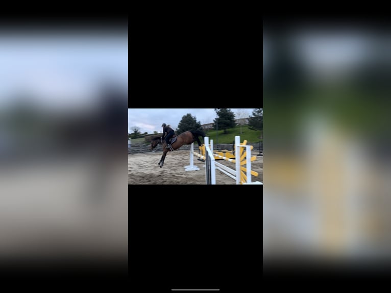 Irish Sport Horse Gelding 4 years 15,2 hh Bay in Newry