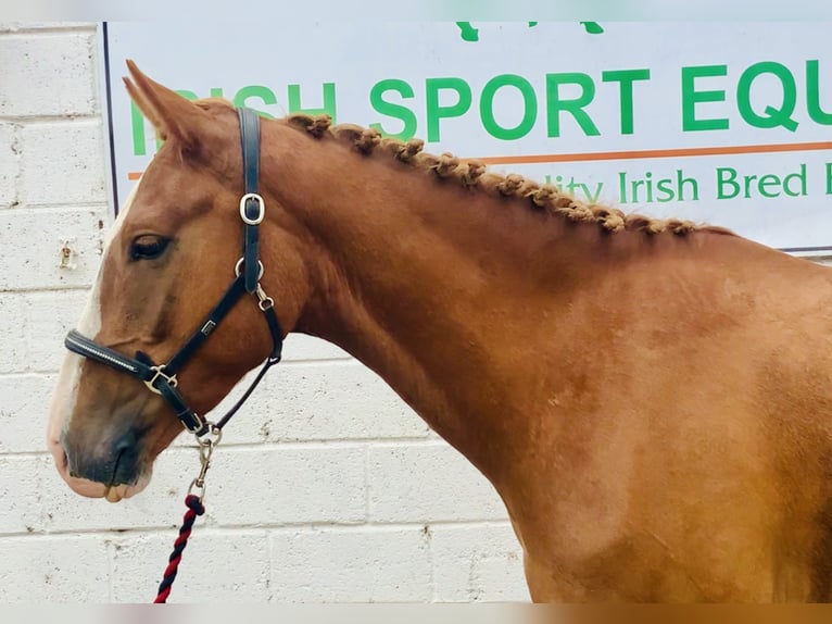 Irish Sport Horse Gelding 4 years 15,2 hh Chestnut-Red in Mountrath