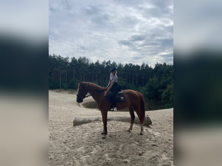 Irish Sport Horse Gelding 4 years 15.2 hh Chestnut-Red in Lathen