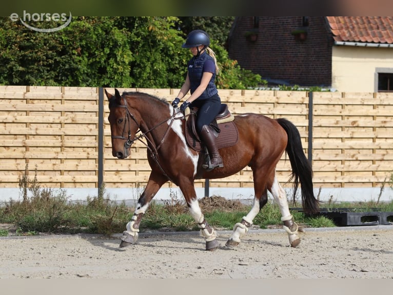 Irish Sport Horse Gelding 4 years 15.2 hh Pinto in Pepingen
