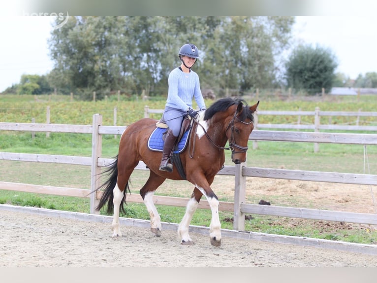 Irish Sport Horse Gelding 4 years 15.2 hh Pinto in Pepingen