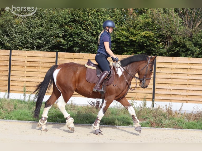 Irish Sport Horse Gelding 4 years 15.2 hh Pinto in Pepingen