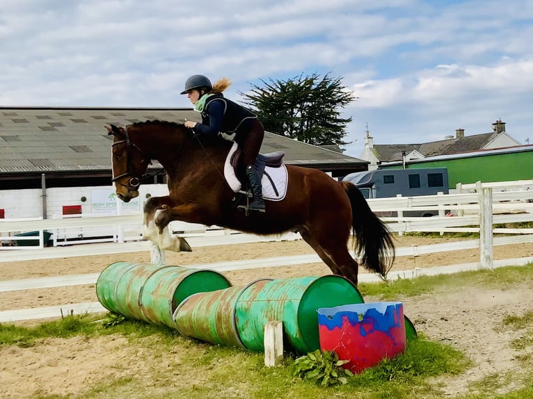 Irish Sport Horse Gelding 4 years 15,3 hh Brown in Mountrath