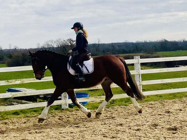 Irish Sport Horse Gelding 4 years 15,3 hh Brown in Mountrath