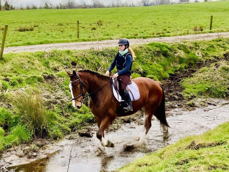 Irish Sport Horse Gelding 4 years 15,3 hh Brown in Mountrath