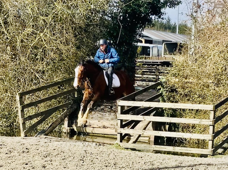 Irish Sport Horse Gelding 4 years 15,3 hh Brown in Mountrath