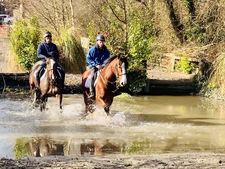 Irish Sport Horse Gelding 4 years 15,3 hh Brown in Mountrath