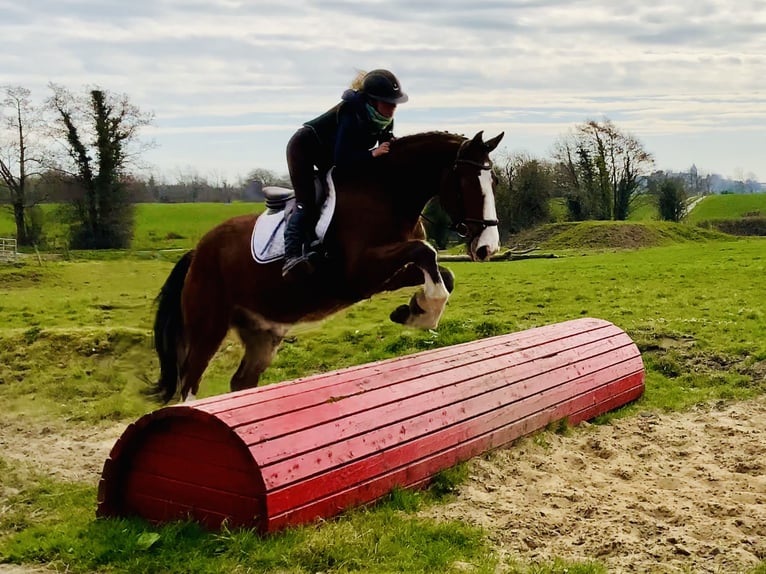 Irish Sport Horse Gelding 4 years 15,3 hh Brown in Mountrath