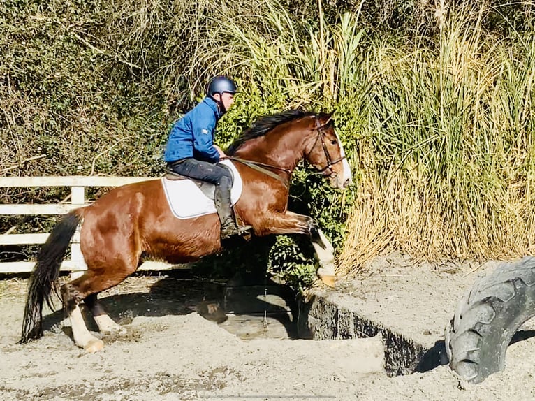 Irish Sport Horse Gelding 4 years 15,3 hh Brown in Mountrath