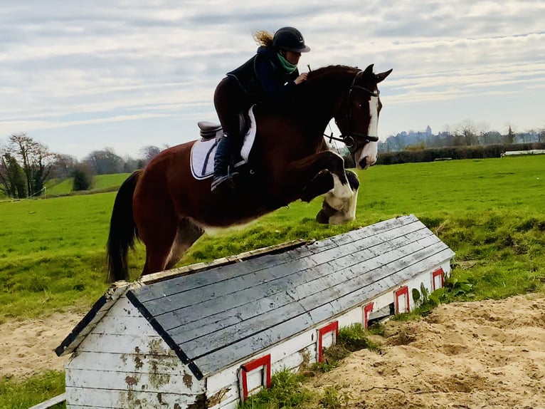 Irish Sport Horse Gelding 4 years 15,3 hh Brown in Mountrath