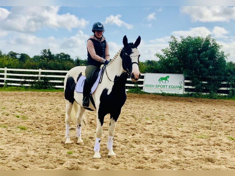 Irish Sport Horse Gelding 4 years 15,3 hh Pinto in Mountrath