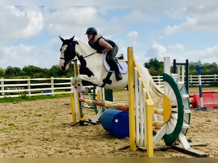 Irish Sport Horse Gelding 4 years 15,3 hh Pinto in Mountrath