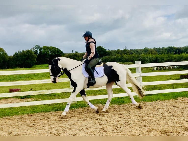 Irish Sport Horse Gelding 4 years 15,3 hh Pinto in Mountrath