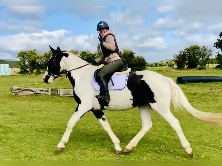 Irish Sport Horse Gelding 4 years 15,3 hh Pinto in Mountrath