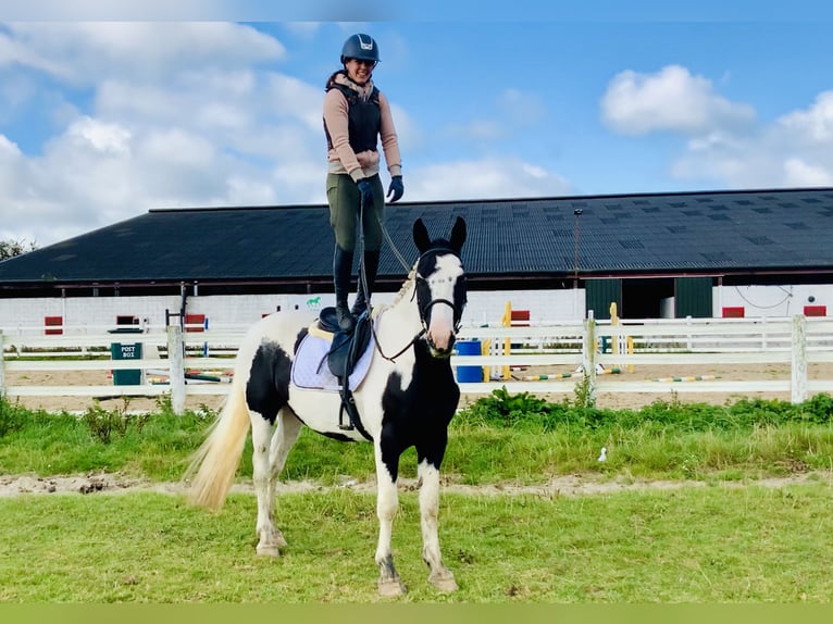 Irish Sport Horse Gelding 4 years 15,3 hh Pinto in Mountrath