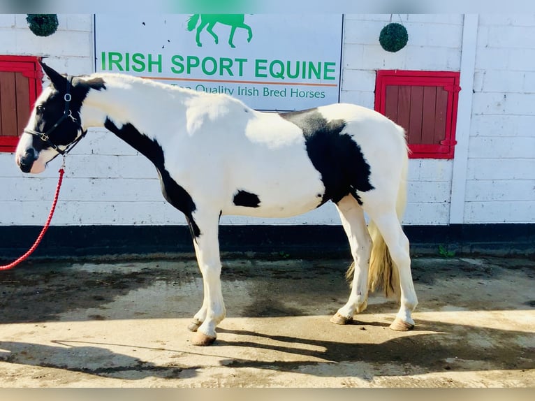 Irish Sport Horse Gelding 4 years 15,3 hh Pinto in Mountrath