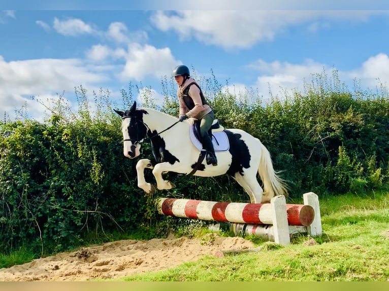 Irish Sport Horse Gelding 4 years 15,3 hh Pinto in Mountrath