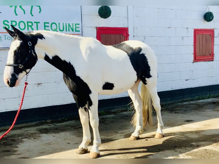 Irish Sport Horse Gelding 4 years 15,3 hh Pinto in Mountrath