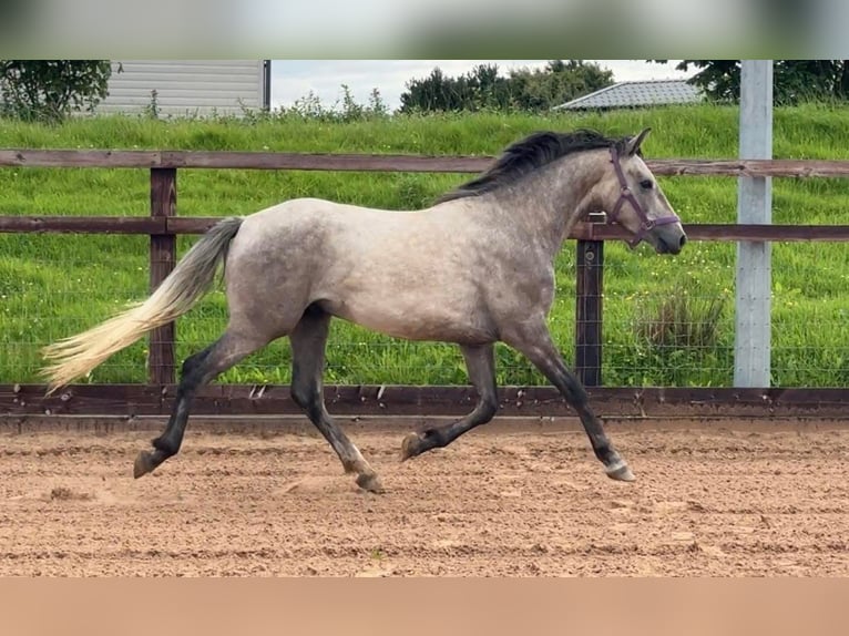 Irish Sport Horse Mix Gelding 4 years 15 hh Grey in Newry