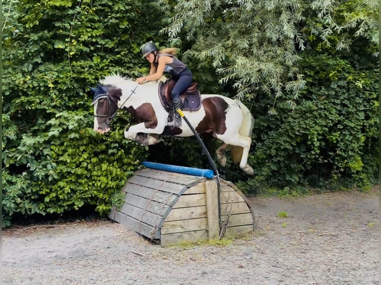 Irish Sport Horse Mix Gelding 4 years 15 hh Pinto in Mountrath, Co. Laois