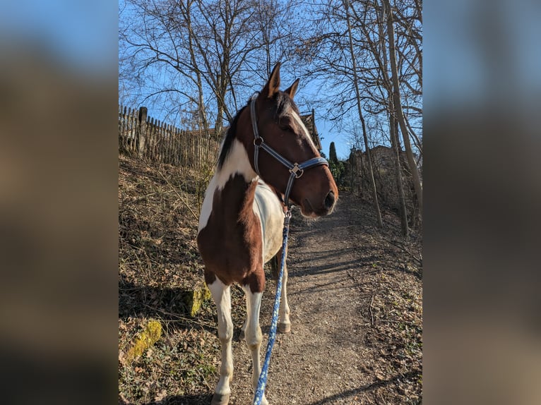 Irish Sport Horse Mix Gelding 4 years 15,1 hh Pinto in Oberhaching