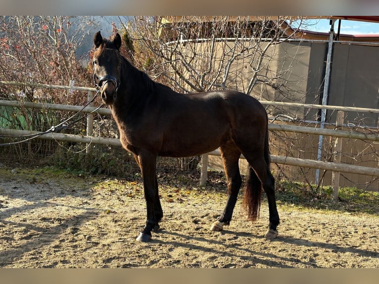 Irish Sport Horse Gelding 4 years 15,2 hh Bay-Dark in Gummern
