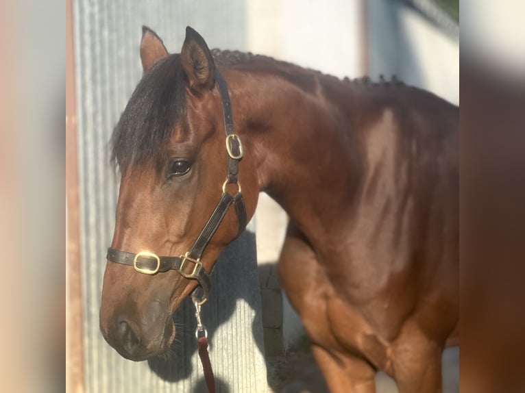 Irish Sport Horse Gelding 4 years 15,2 hh Bay in Galway