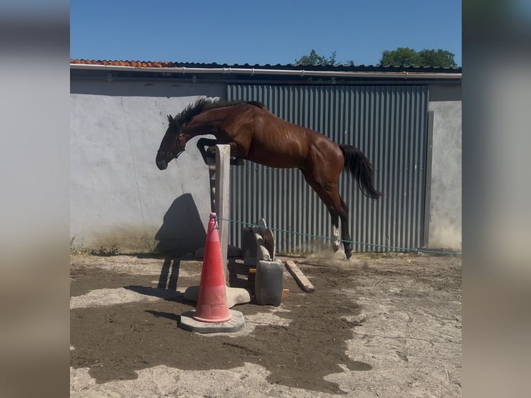 Irish Sport Horse Gelding 4 years 15,2 hh Bay in Galway