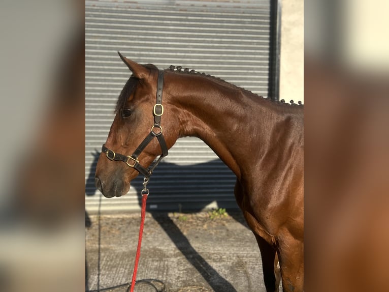 Irish Sport Horse Gelding 4 years 15,2 hh Bay in Galway