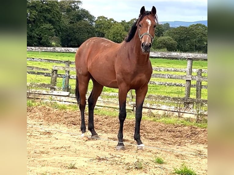 Irish Sport Horse Gelding 4 years 16,1 hh Brown in Maulburg
